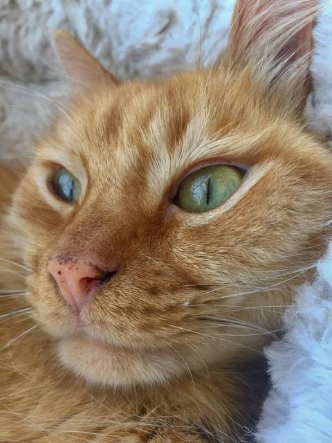 Preguiçoso em SJC.'