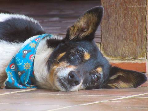 Dorminhoco em Campinas.'