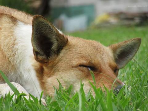 Dorminhoco em S. A. Pinhal.'