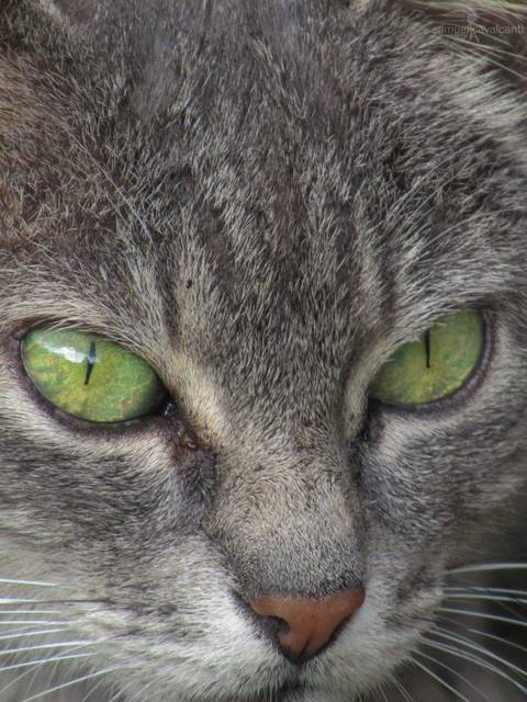 Caçador em Visconde de Mauá.'