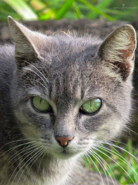 Caçador em Visconde de Mauá.'