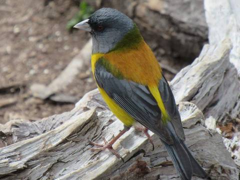 cometocino patagonico'