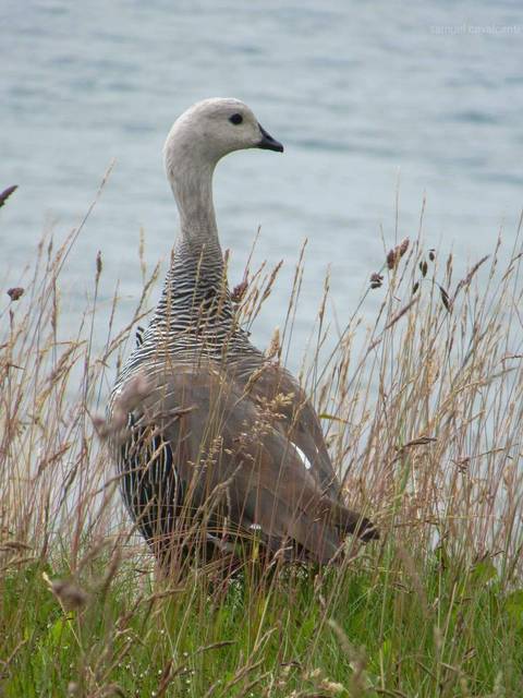 ganso de magallanes'