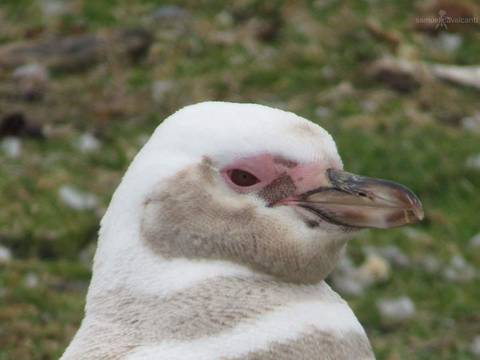 Pinguin de magalhães'