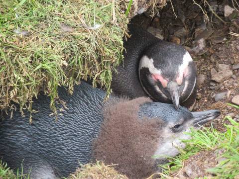 pinguins de magalhães'