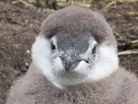 filhote pinguïn de magalhães'