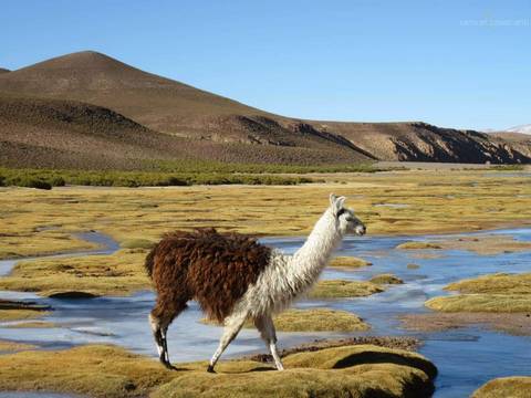 Llama em Uyuni'