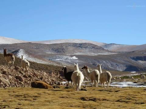 Llamas em Uyuni'