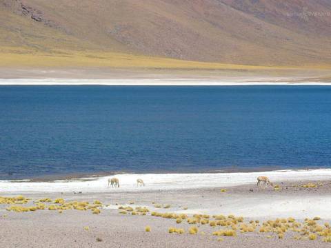 Laguna com vicunhas no Atacama'