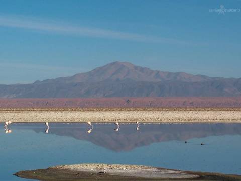 Flamingos, vulcão e reflexo no Atacama'