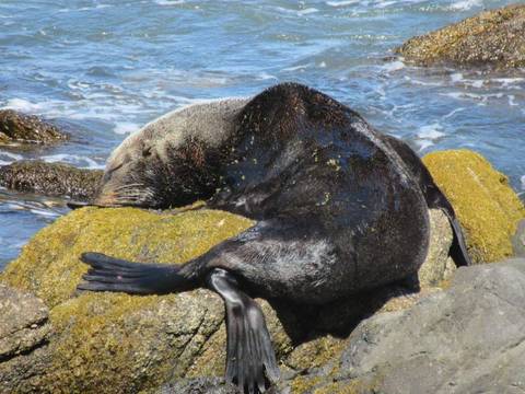Leão Marinho em Viña Del MAr'