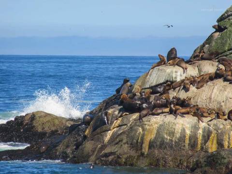 Leões Marinhos em Viña del Mar'