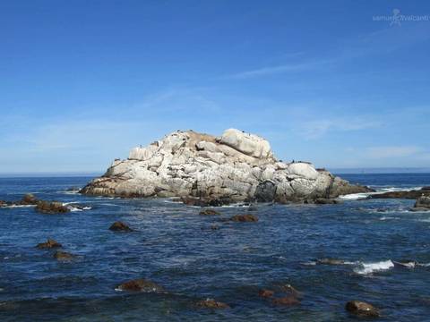 Leões Marinhos em Viña del Mar'