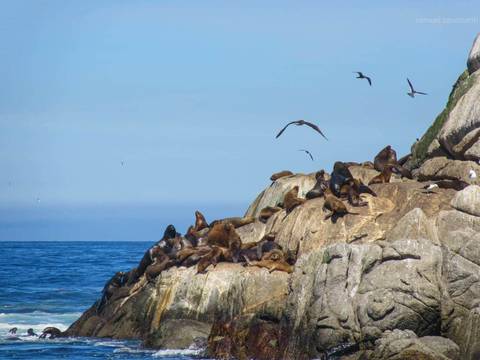 Leões Marinhos em Viña del Mar'