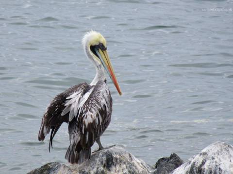 Pelicano em Viña del Mar'