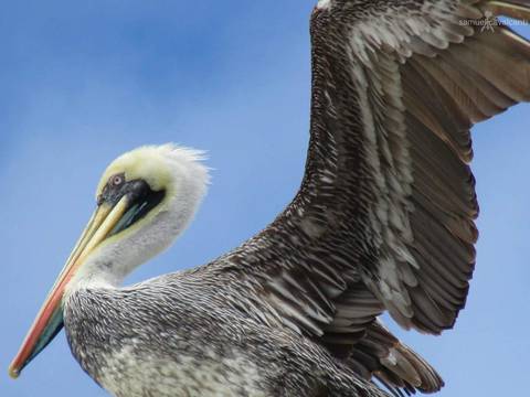 Pelicano em Viña del Mar'