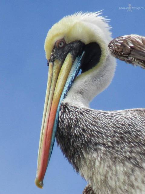 Pelicano em Viña del Mar'