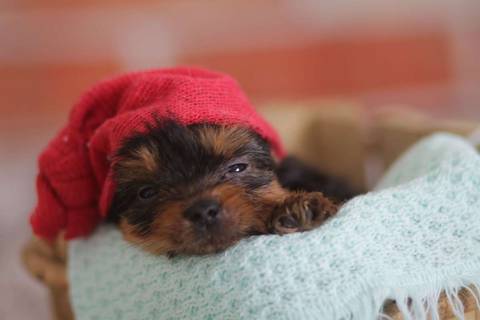 Newborn Pet: Cães. Raça: Yorkshire - 28 dias. Canil: Yala Wambert - SP'