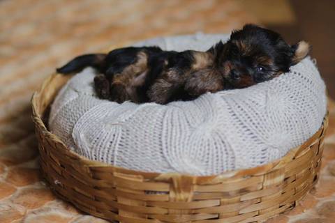 Newborn Pet: Cães. Raça: Yorkshire - 28 dias. Canil: Yala Wambert - SP'