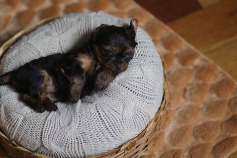 Newborn Pet: Cães. Raça: Yorkshire - 28 dias. Canil: Yala Wambert - SP'