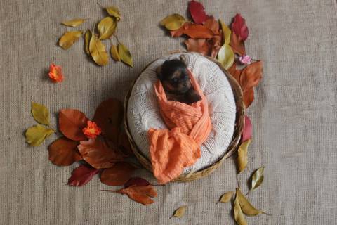 Newborn Pet: Cães. Raça: Yorkshire - 28 dias. Canil: Yala Wambert - SP'