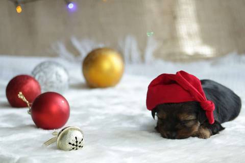 Newborn Pet: Cães. Raça: Yorkshire - 20 dias. Canil: Lome & Cia - SP'