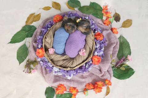 Newborn Pet: Cães. Raça: Yorkshire - 20 dias. Canil: Lome & Cia - SP'