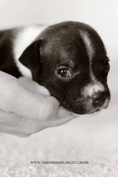 Newborn Pet: Cães. Raça: Staffordshire Bull Terrier - 22 dias. Canil: Staffmore Kennel - SP'
