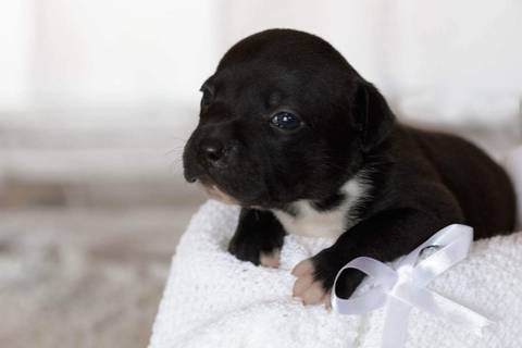 Newborn Pet: Cães. Raça: Staffordshire Bull Terrier - 22 dias. Canil: Staffmore Kennel - SP'