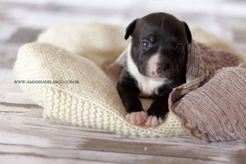 Newborn Pet: Cães. Raça: Staffordshire Bull Terrier - 22 dias. Canil: Staffmore Kennel - SP'