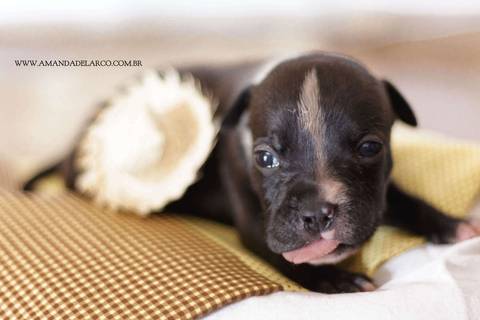 Newborn Pet: Cães. Raça: Staffordshire Bull Terrier - 22 dias. Canil: Staffmore Kennel - SP'
