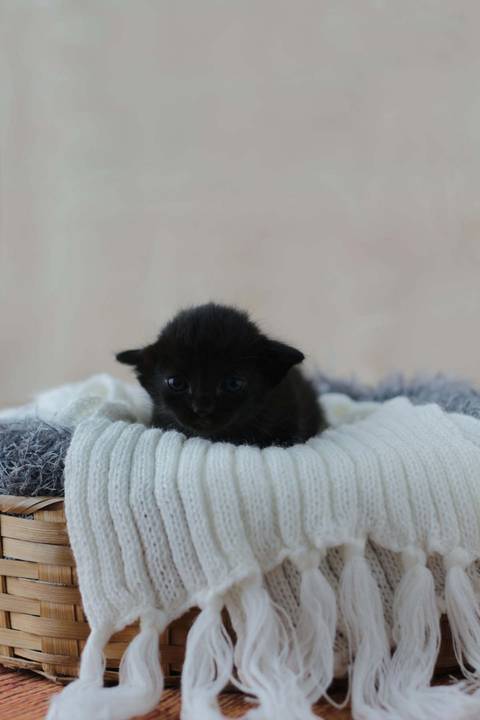 Newborn Pet: Gatos. Raça: Sem Raça Definida - 19 dias. Gatil: da própria dona.'