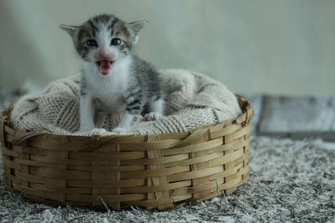 Newborn Pet: Gatos. Raça: Sem Raça Definida - 19 dias. Gatil: da própria dona.'