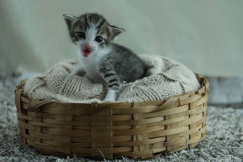 Newborn Pet: Gatos. Raça: Sem Raça Definida - 19 dias. Gatil: da própria dona.'