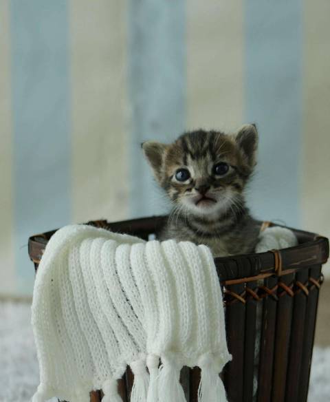 Newborn Pet: Gatos. Raça: Sem Raça Definida - 19 dias. Gatil: da própria dona.'