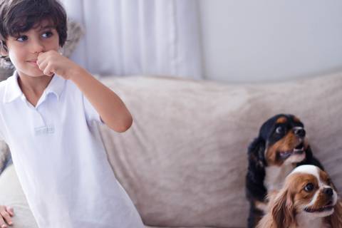Davi, Toddy e Lucy - Pet & Kid - Jundiaí-SP'