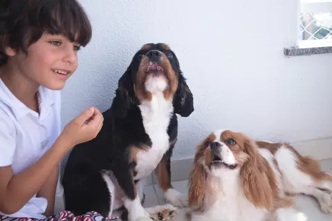 Davi, Toddy e Lucy - Pet & Kid - Jundiaí-SP'