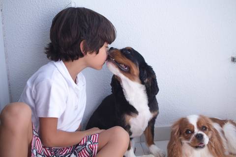 Davi, Toddy e Lucy - Pet & Kid - Jundiaí-SP'