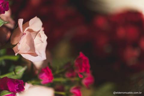 Fotografo - Casamentos - Pré Wedding - Ensaios - Aniversario de 15 anos Cambuí - sul de Minas - Fotografo para Casamento - Bom Repouso - Cambuí - Senador Amaral-estiva - Camanducaia'