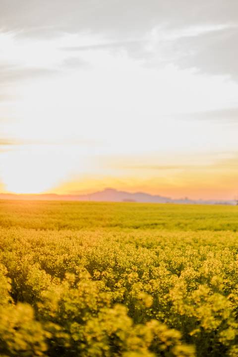 Manuela Flores Dalla Corte - Ensaio Quinze anos - Ester e Micael Foto - Ensaio de Debutante Campos - Ensaio Fotografico Santa Cruz do Sul'