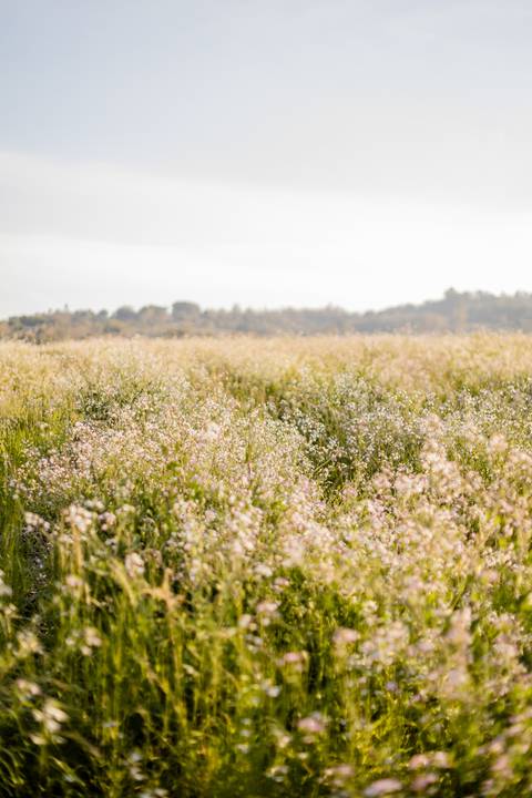 Manuela Flores Dalla Corte - Ensaio Quinze anos - Ester e Micael Foto - Ensaio de Debutante Campos - Ensaio Fotografico Santa Cruz do Sul'