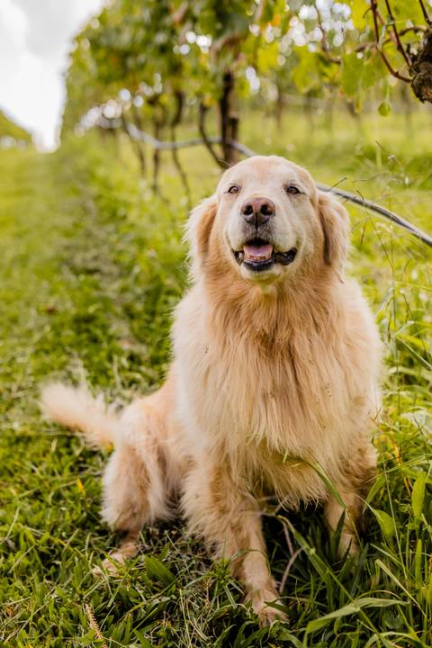 Mariana Hermes - Ensaio Pre quinze anos - Ester e Micael Foto - Flores Da Cunha '