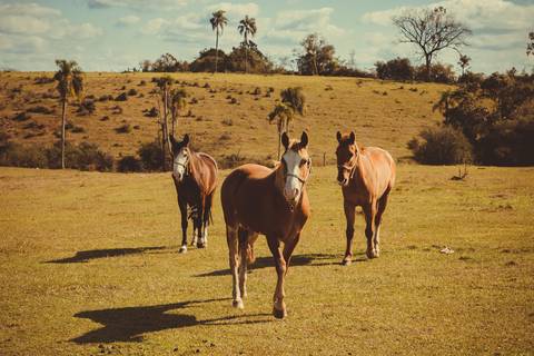 Ensaio Gestante; Mãe de Menina; Fotografia gestante; Fotografia gestante São Leopoldo; Fotografia gestante; Fotografia de família; São Leopoldo; Fotografia com animais; Ensaio de família; Gravidez; Grêmio;'