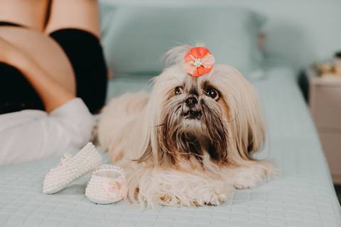 Ensaio Gestante; Mãe de Menina; Fotografia gestante; Fotografia gestante São Leopoldo; Fotografia gestante; Fotografia de família; São Leopoldo; Fotografia com animais; Ensaio de família; Gravidez; Grêmio;'