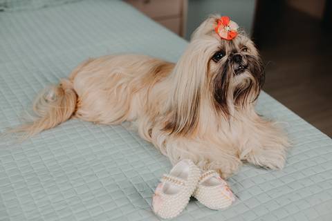 Ensaio Gestante; Mãe de Menina; Fotografia gestante; Fotografia gestante São Leopoldo; Fotografia gestante; Fotografia de família; São Leopoldo; Fotografia com animais; Ensaio de família; Gravidez; Grêmio;'
