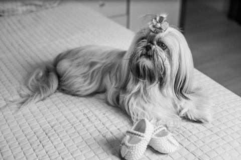 Ensaio Gestante; Mãe de Menina; Fotografia gestante; Fotografia gestante São Leopoldo; Fotografia gestante; Fotografia de família; São Leopoldo; Fotografia com animais; Ensaio de família; Gravidez; Grêmio;'