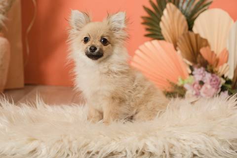 Mini sesiones dia de la madre, fotografo de familias la paz bolivia '