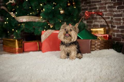 sesiones familiares la paz bolivia, fotografia familia, fotografo de familia la paz bolivia, sesiones navideñas, mini sesiones, navidad 2022'