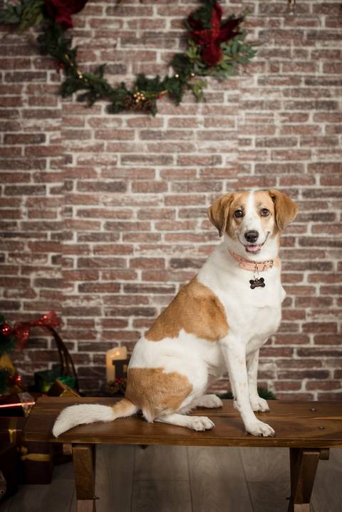 sesiones familiares la paz bolivia, fotografia familia, fotografo de familia la paz bolivia, sesiones navideñas, mini sesiones, navidad 2022'