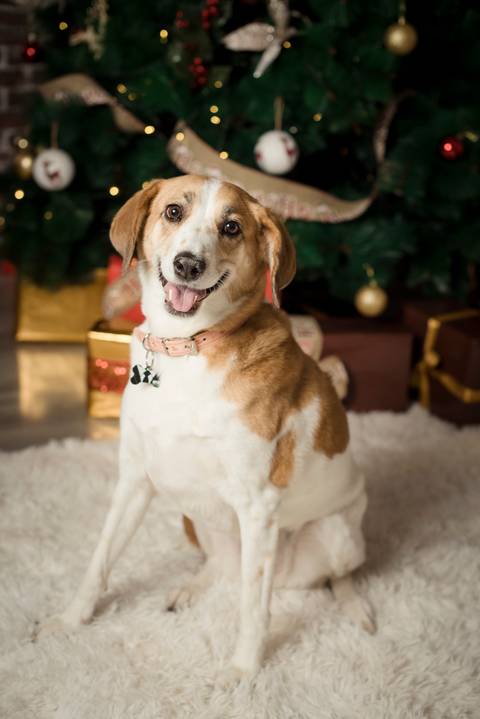 sesiones familiares la paz bolivia, fotografia familia, fotografo de familia la paz bolivia, sesiones navideñas, mini sesiones, navidad 2022'